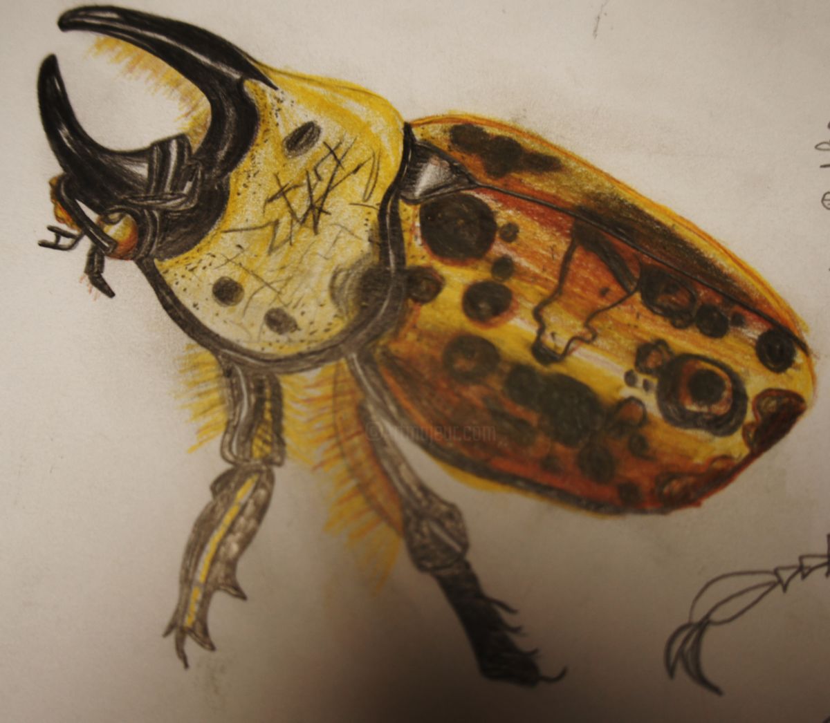 1200x1046 rhinoceros beetle drawing - Rhino Beetle Drawing