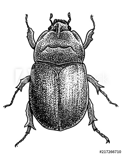 397x500 rhinoceros beetle illustration, drawing, engraving, ink, line art - Rhino Beetle Drawing