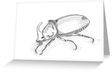 441x283 sketch rhinoceros beetle greeting cards - Rhino Beetle Drawing