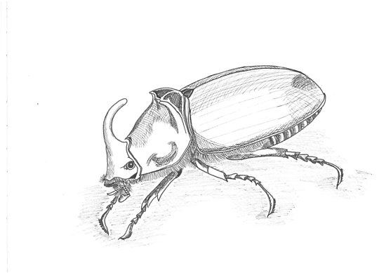550x389 sketch rhinoceros beetle posters - Rhino Beetle Drawing