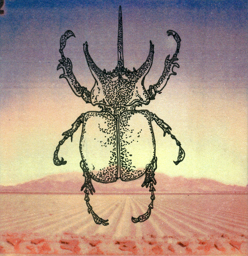 850x876 three horned rhinoceros beetle - Rhino Beetle Drawing