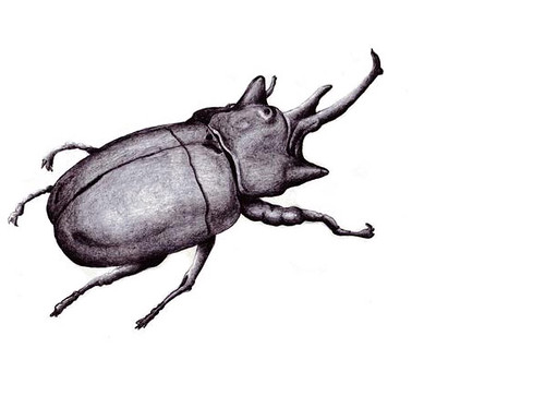 500x363 beetle sketch - Rhino Beetle Drawing