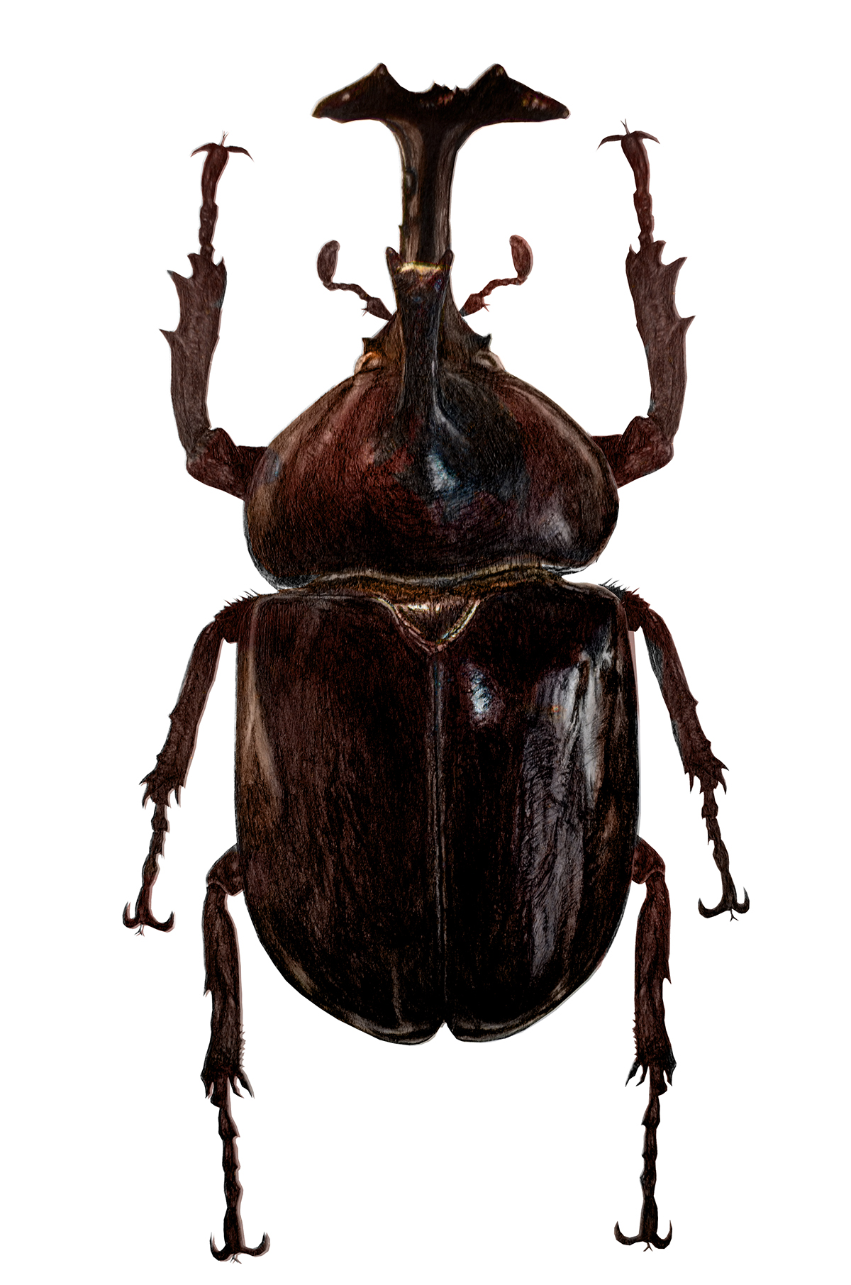 Rhino Beetle Drawing at Explore collection of
