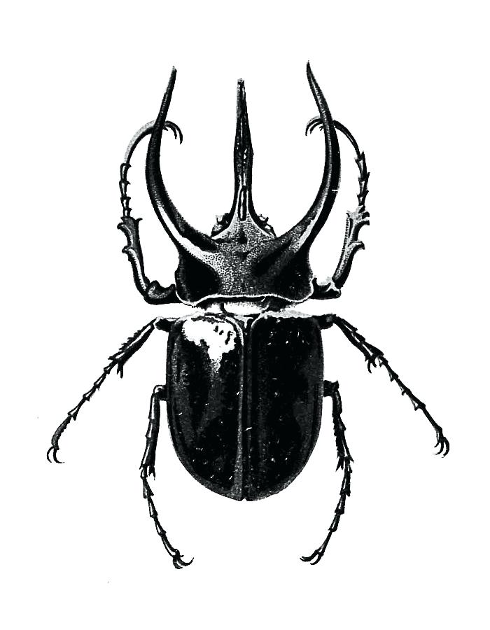 700x900 Coloring Desert - Rhino Beetle Drawing