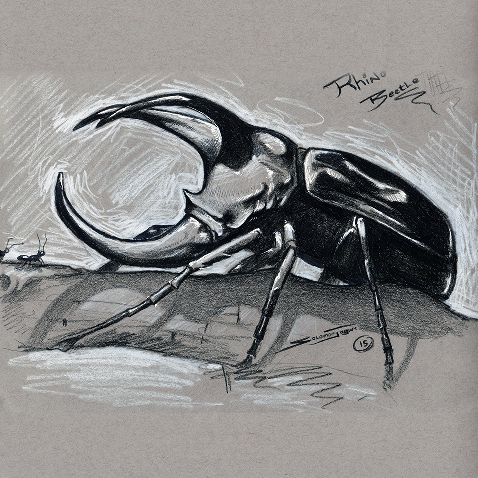 960x960 drawing rhino beetle the art of solomon w jagwe - Rhino Beetle Drawing