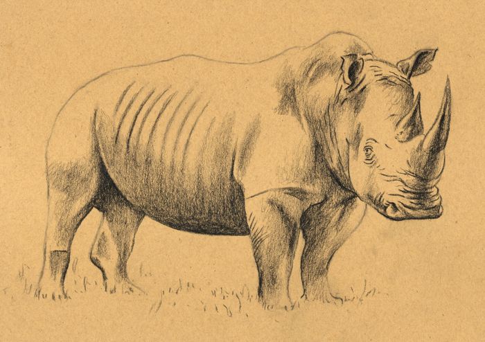 700x494 how to draw a rhino - Rhino Drawing