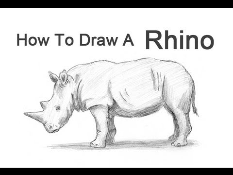 480x360 How To Draw A Rhinoceros - Rhino Drawing