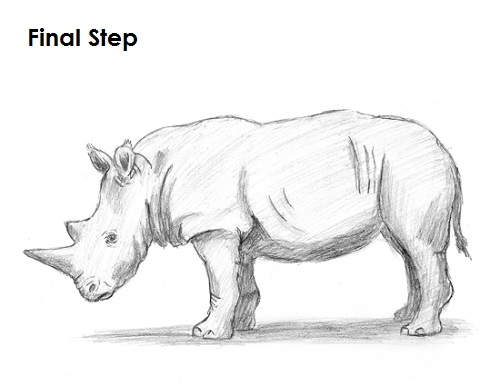 500x386 How To Draw A Rhinoceros - Rhino Drawing