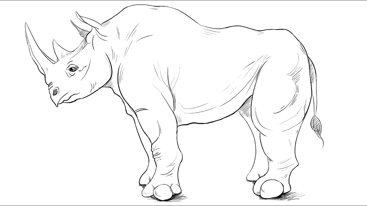 1280x720 how to draw a rhino - Rhino Drawing