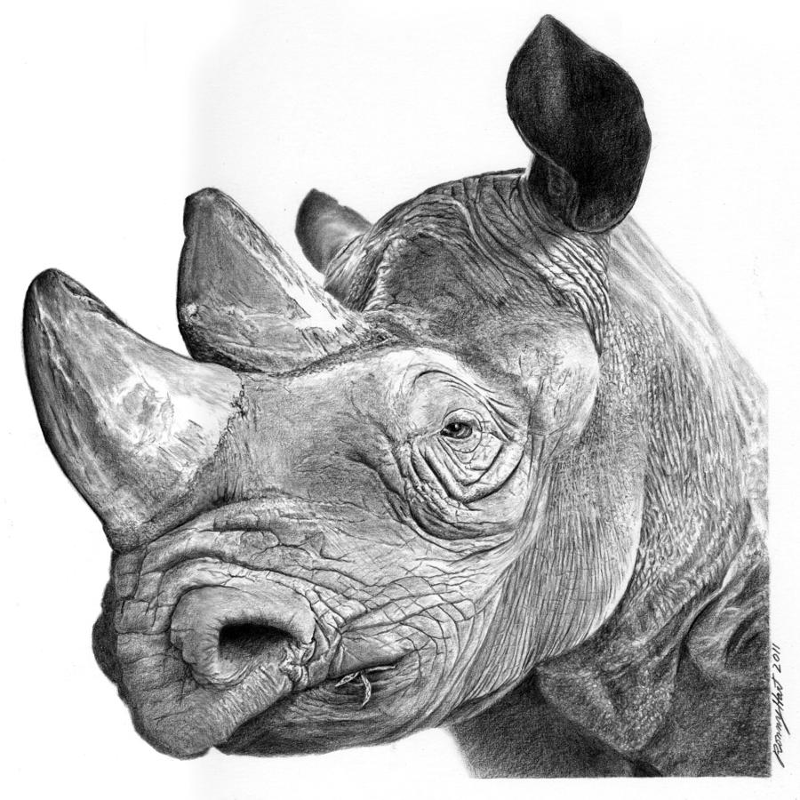 900x900 mzima the rhino drawing - Rhino Drawing