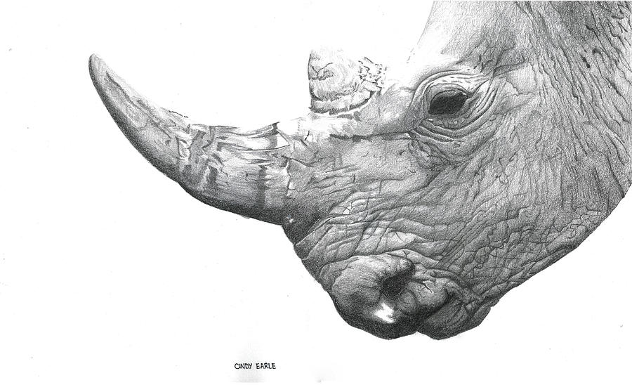 900x548 pencil rhino drawing - Rhino Drawing