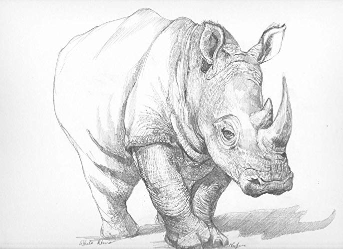687x500 rhino print from original drawing, fine art limited edition signed - Rhino Drawing