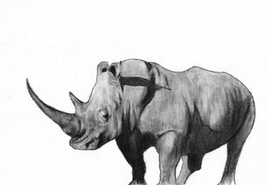 375x260 rhino - Rhino Drawing