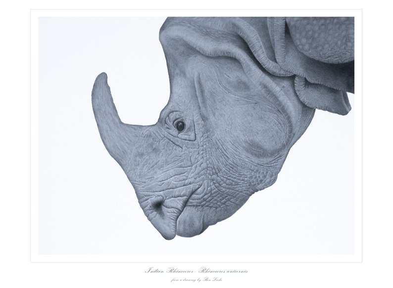 794x582 rhino drawing indian rhinoceros print rhino wall art etsy - Rhino Drawing