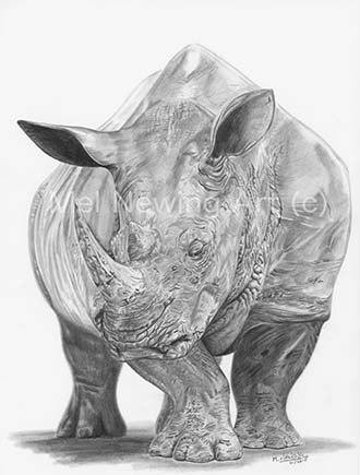 Rhino Drawing at PaintingValley.com | Explore collection of Rhino Drawing