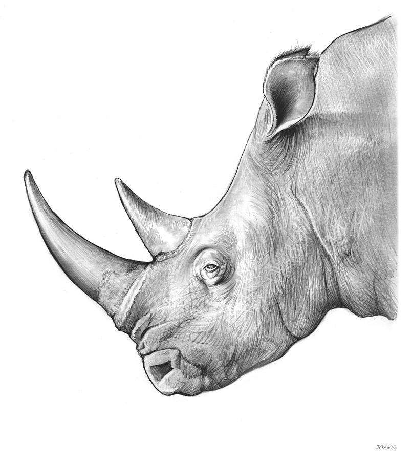 805x900 rhino drawing - Rhino Drawing