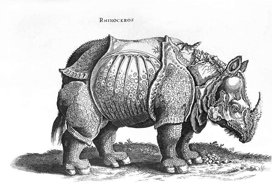 900x641 Rhinoceros No From Historia Animalium - Rhino Drawing