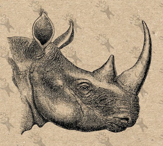 570x511 vintage image rhino retro drawing instant download digital etsy - Rhino Drawing