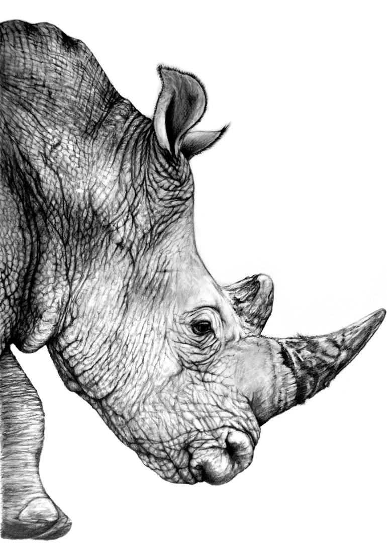 770x1104 Rhinoceros Drawing - Rhino Drawing