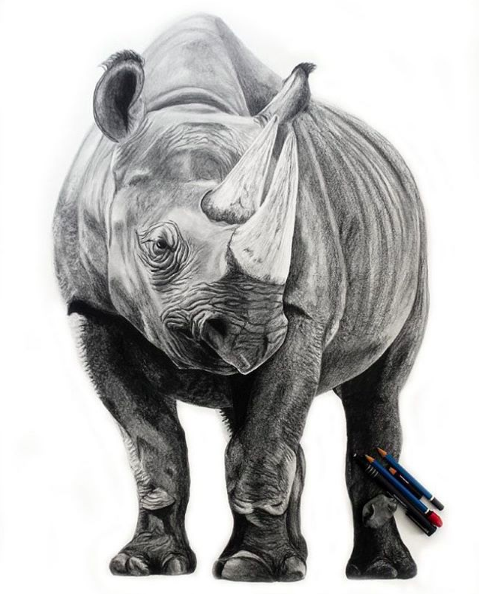 479x594 behind the scenes of the black rhino drawing - Rhino Drawing