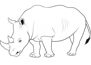 302x217 how to draw a rhino, step - Rhino Head Drawing