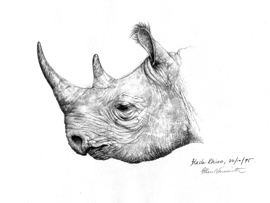 Rhino Head Drawing at PaintingValley.com | Explore collection of Rhino ...