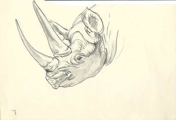 600x411 modern british art works - Rhino Head Drawing