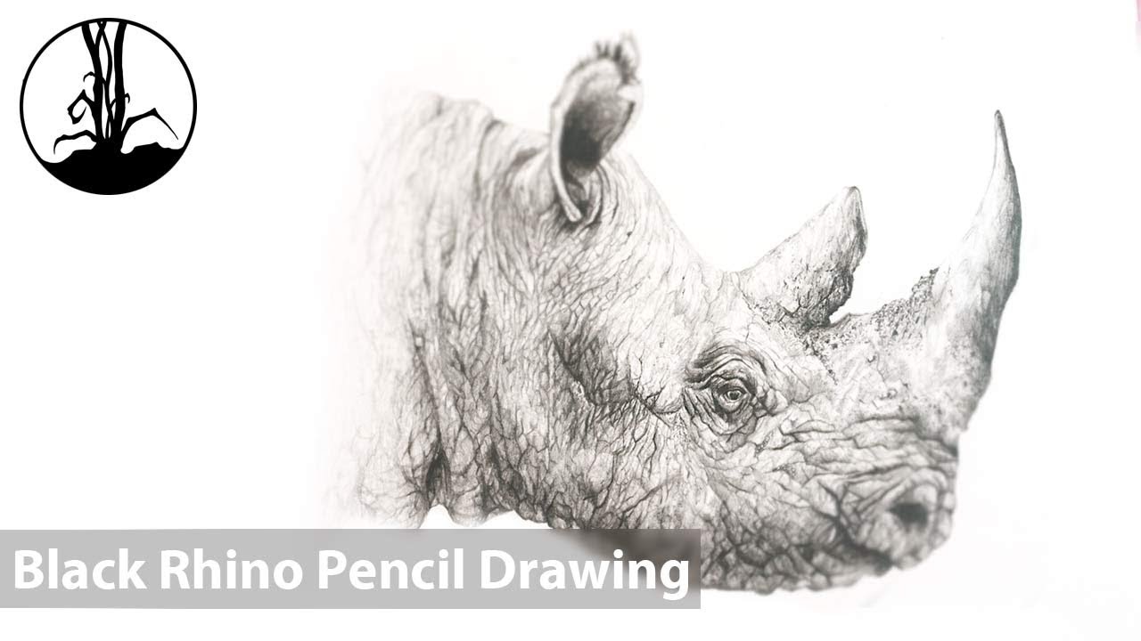 1280x720 Rhino Head Drawing - Rhino Head Drawing