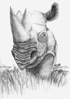 267x375 Rhino Head Drawing Week Draw A Cartoon Of An African Animal - Rhino Head Drawing
