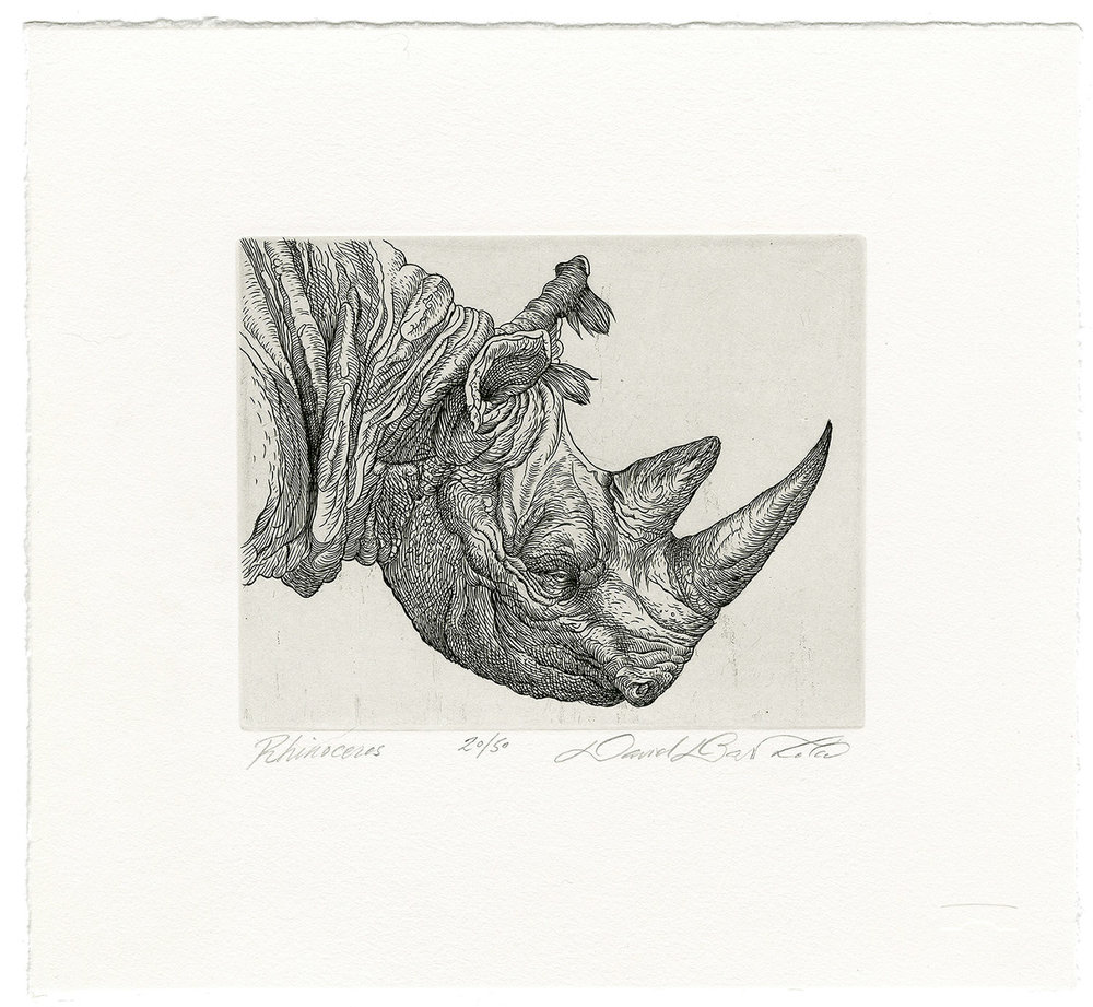 Rhino Head Drawing at PaintingValley.com | Explore collection of Rhino ...