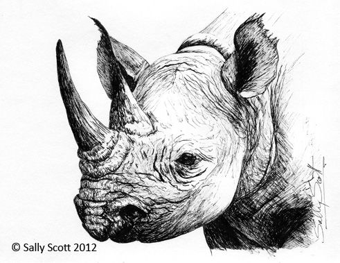 Rhino Head Drawing at PaintingValley.com | Explore collection of Rhino ...