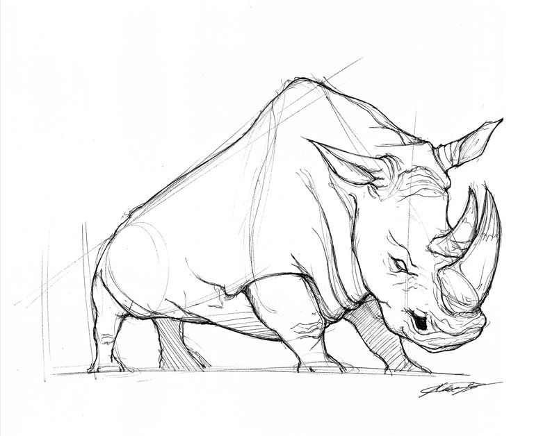 804x628 Rhino Head Art - Rhino Head Drawing