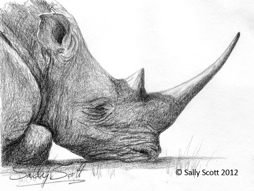 500x375 Drawing Sally's Pinboard - Rhino Pencil Drawing
