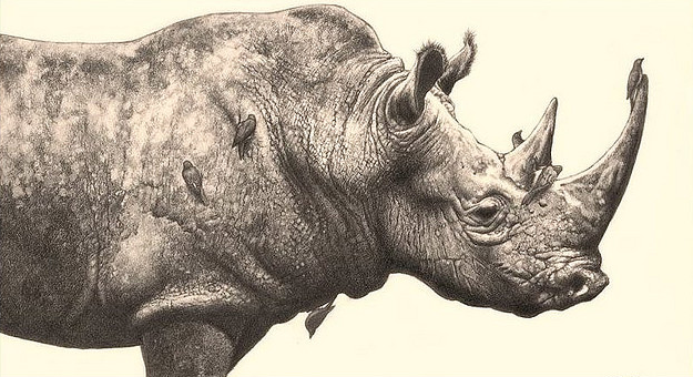 625x340 feeding station' - Rhino Pencil Drawing
