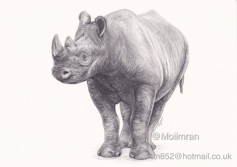 794x561 Original Pencil Drawing Of Rhino Wildlife Animal Graphite Etsy - Rhino Pencil Drawing