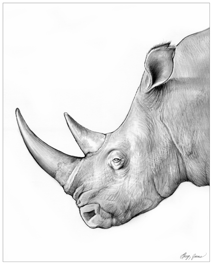 850x1060 Rhino Pencil Drawings - Rhino Pencil Drawing