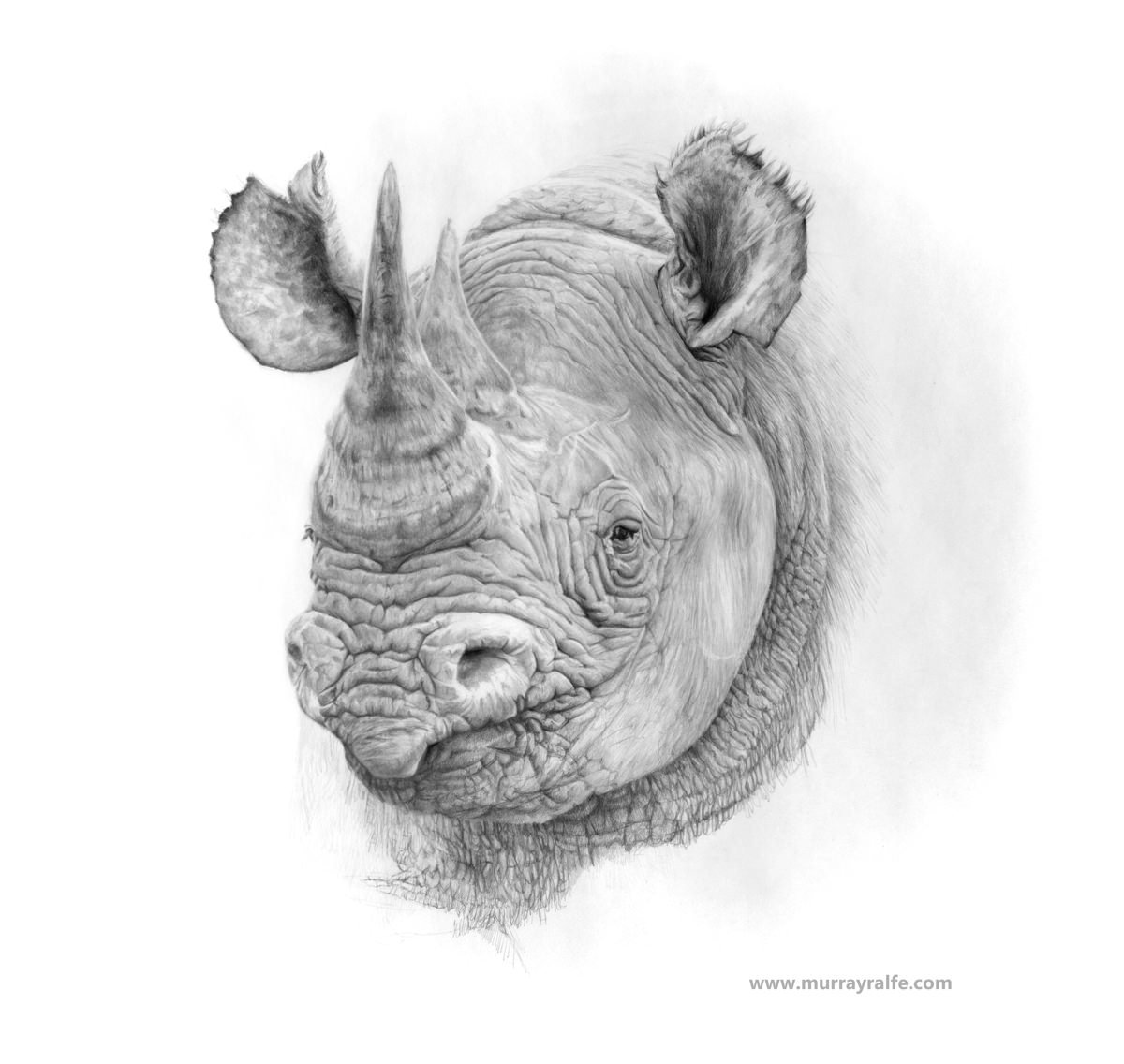 1200x1136 Pencil Drawings Murray Ralfe Art - Rhino Pencil Drawing