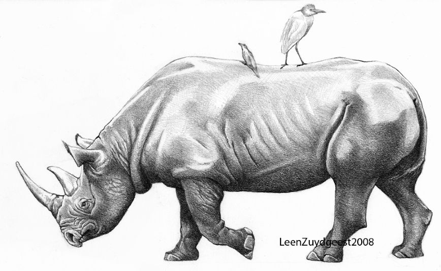 868x534 Rhino Love Pencil Drawings Of Animals, Pencil - Rhino Pencil Drawing