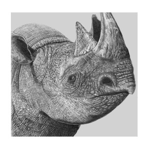 300x300 Rhino - Rhino Pencil Drawing