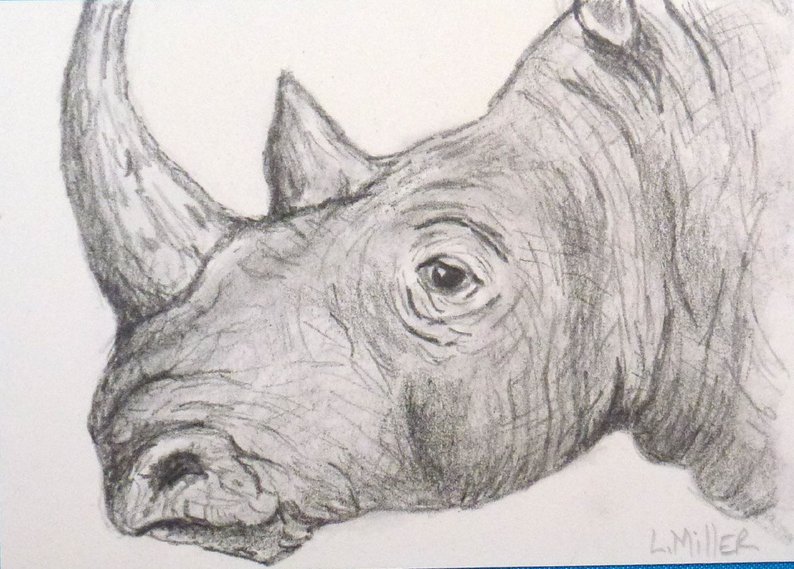 794x569 rhino aceo card original graphite pencil drawing trading etsy - Rhino Pencil Drawing