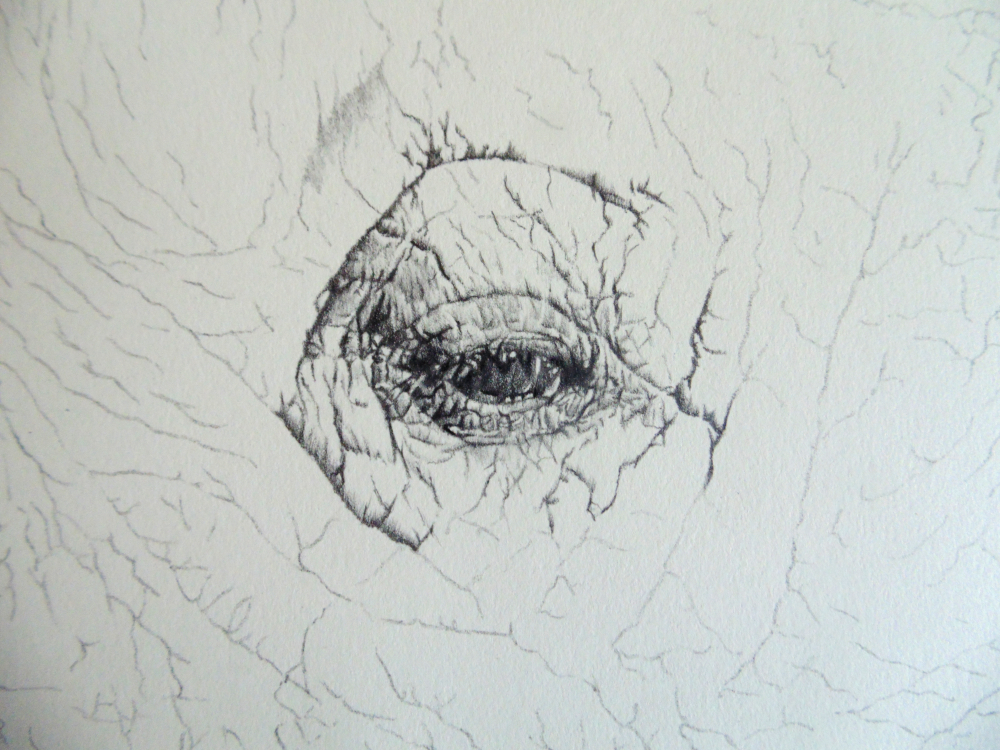 1000x750 Rhino Pencil Drawing On Behance - Rhino Pencil Drawing