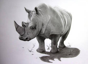 344x250 Rhino Wildlife Pencil Drawing - Rhino Pencil Drawing