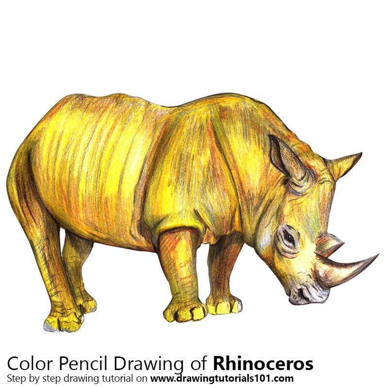 800x800 Rhinoceros Colored Pencils - Rhino Pencil Drawing