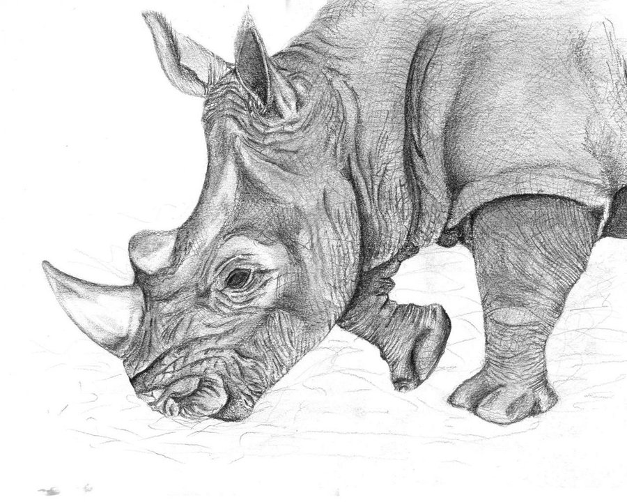 Rhino Pencil Drawing at PaintingValley.com | Explore collection of ...