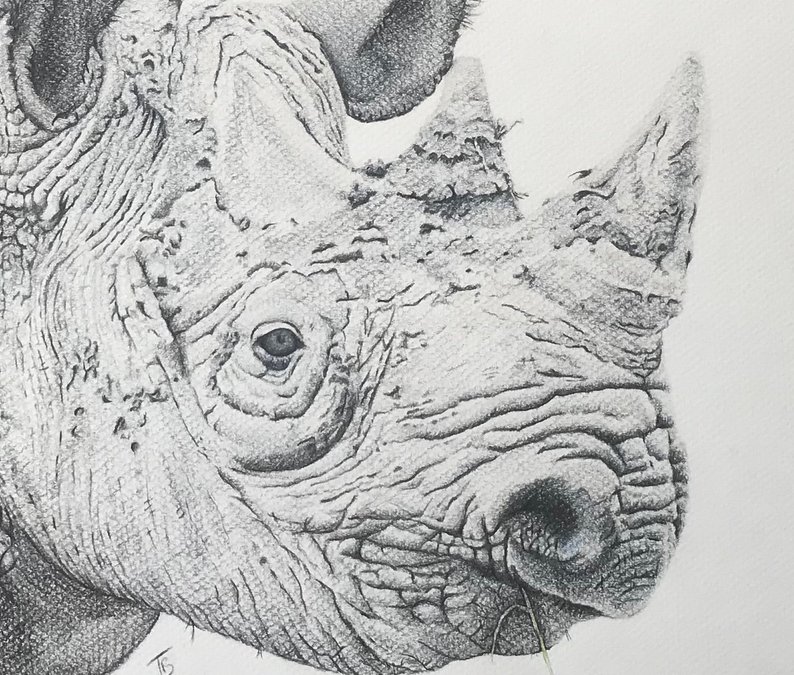 794x675 Black Rhino Original Pencil Drawing - Rhino Pencil Drawing