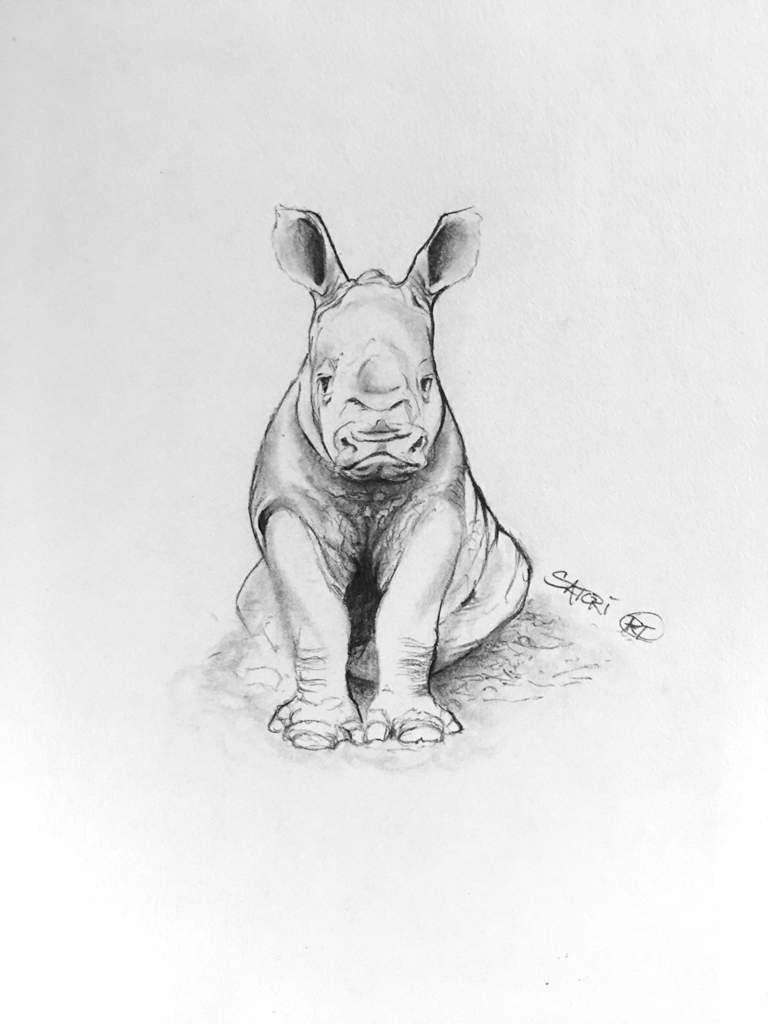 768x1024 Baby Rhino - Rhino Pencil Drawing