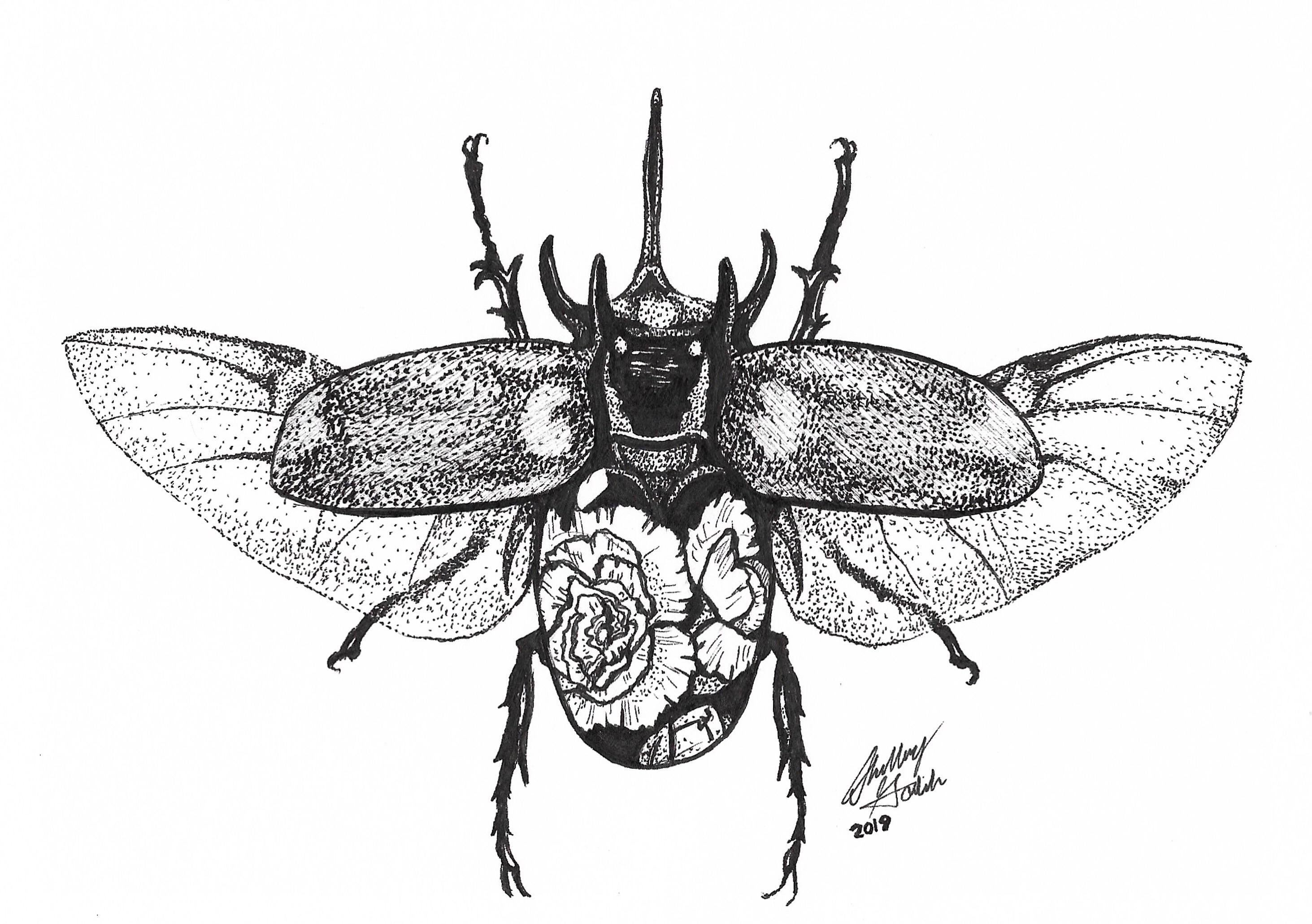 2926x2062 flowery rhinoceros beetle! drawing - Rhinoceros Beetle Drawing