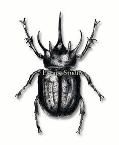 236x288 huge collection of 'rhinoceros beetle drawing' download more than - Rhinoceros Beetle Drawing