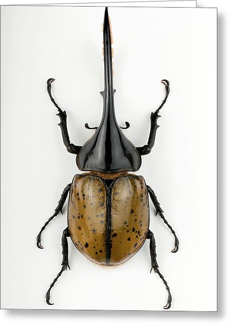 455x646 male rhinoceros beetle photograph - Rhinoceros Beetle Drawing