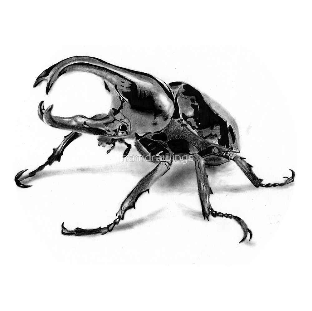 1000x997 rhino rhinoceros beetle sketch - Rhinoceros Beetle Drawing